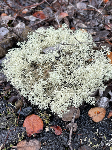 Cladonia observed 2026-09-17