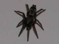Sergiolus