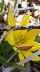 Tulipa sylvestris