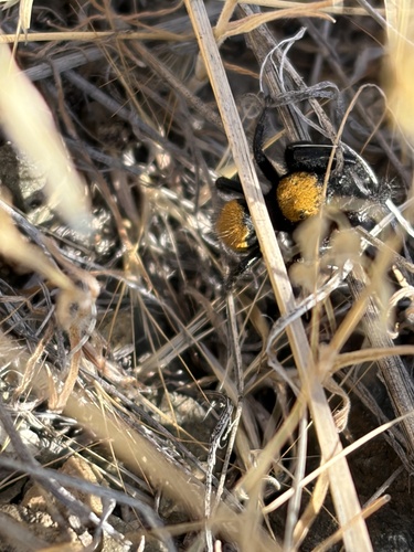 Phidippus nikites