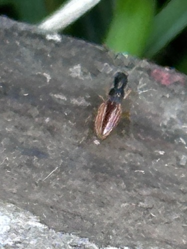 Long-necked Seed Bug