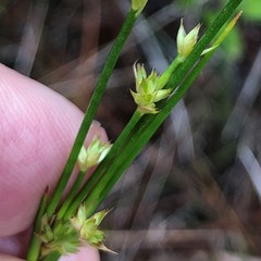 Juncus acuminatus