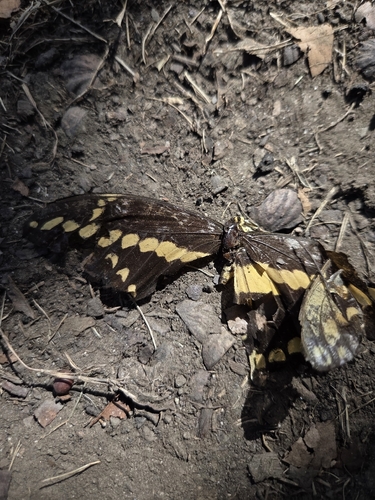 Western Giant Swallowtail