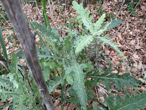 Senecio glomeratus, photograph 4