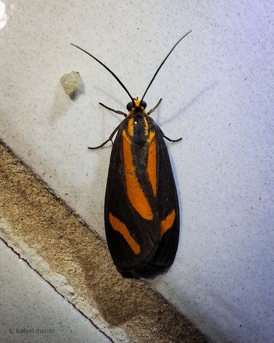 Josia megaera
