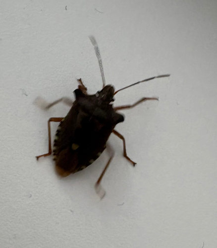 Forest Bug
