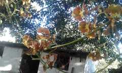 Cyrtochilum serratum