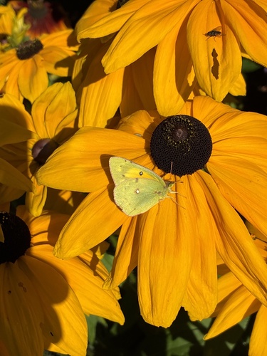 Clouded Sulphur
