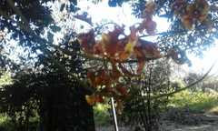 Cyrtochilum serratum