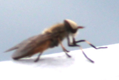 Tabanus nigrovittatus