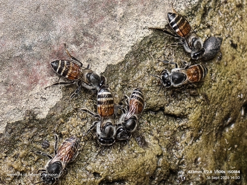 Red Dwarf Honey Bee