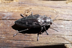 Chalcophora mariana massiliensis