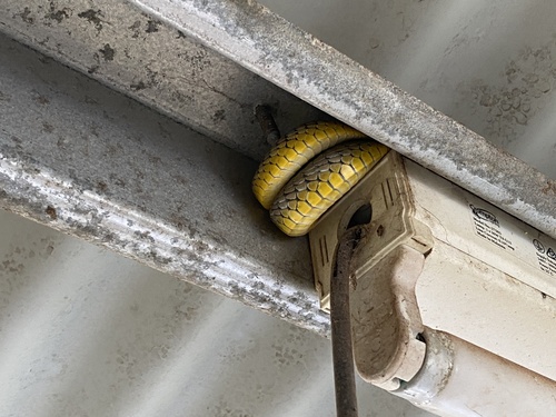 Common Tree Snake