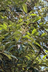 Lithocarpus glaber, photograph (c) 許文俊, some rights reserved (CC BY-SA)