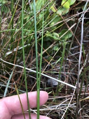 Juncus acuminatus