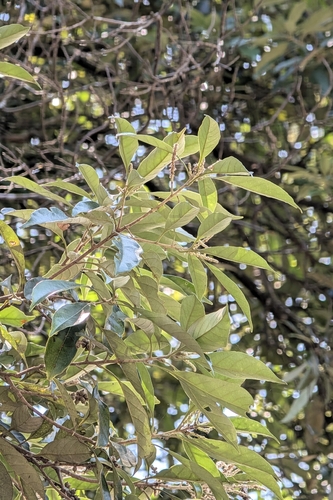 Lithocarpus glaber, photograph 4