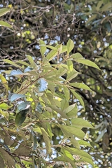 Lithocarpus glaber, photograph (c) 許文俊, some rights reserved (CC BY-SA)