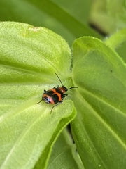 Lebia bitaeniata