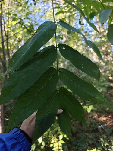 Наблюдение на iNaturalist