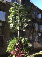 Cecropia pachystachya