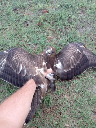 European Honey-buzzard