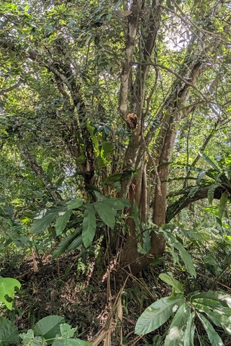 Lithocarpus glaber, photograph 5