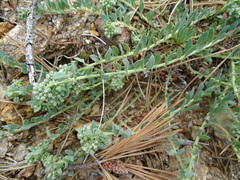 Teucrium polium expansum