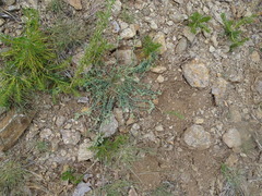 Teucrium polium expansum