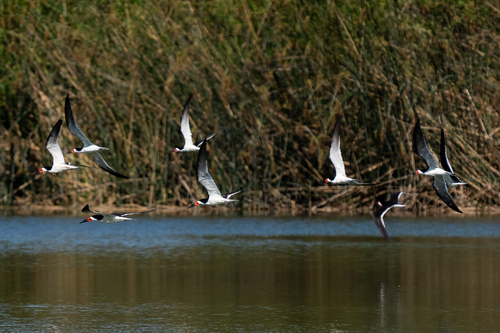 iNaturalist observation photo of Black Skimmer