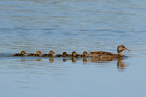 iNaturalist observation photo of Mallard