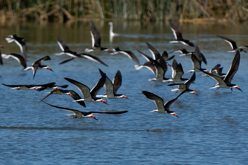 iNaturalist observation photo of Black Skimmer