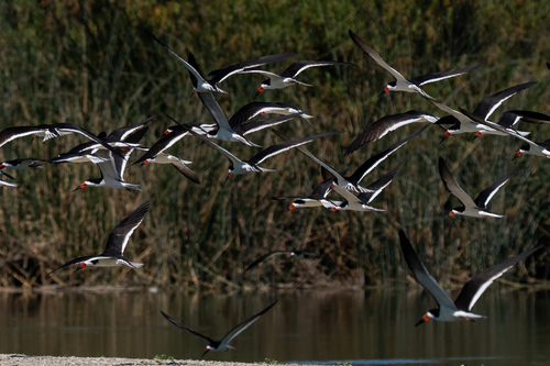 iNaturalist observation photo of Black Skimmer