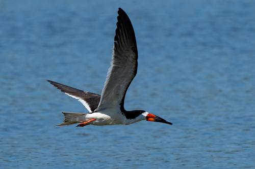 iNaturalist observation photo of Black Skimmer
