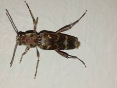 Xylotrechus smei