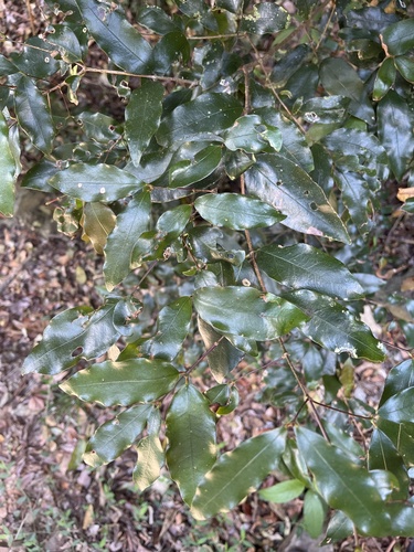 Dissiliaria baloghioides observed 2026-09-18