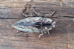 Chalcophora mariana massiliensis