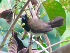 Lonchura leucogastroides