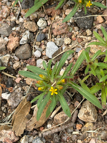 Pectis prostrata, photograph 5