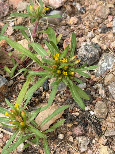 Pectis prostrata, photograph 4