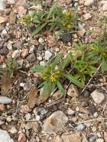 Pectis prostrata, photograph 6