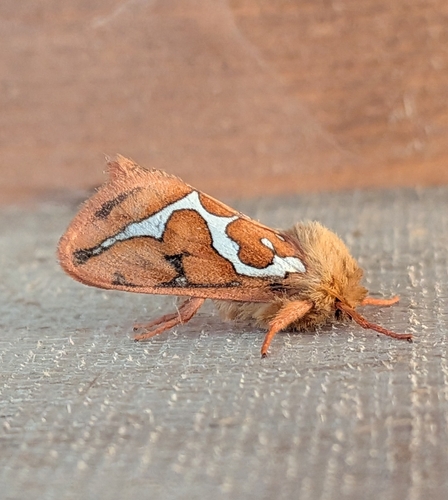 Mathew's Ghost Moth photo 3