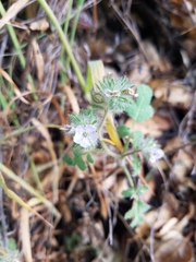 Phacelia cicutaria hispida