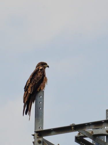 Black Kite