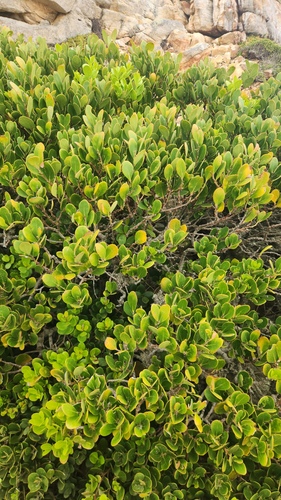 Pterocelastrus tricuspidatus, photograph 2