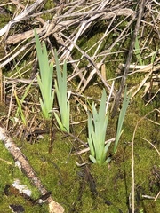 Iris virginica