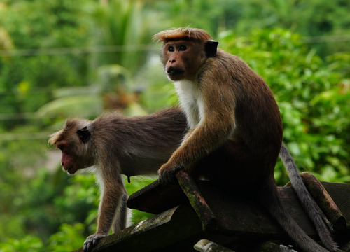 Toque Macaque