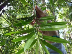 Podocarpus matudae
