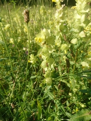 Rhinanthus alectorolophus