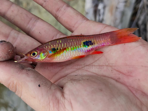 Clown Rasbora
