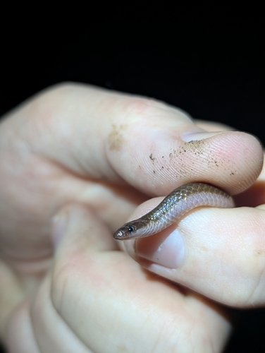 Common Wormsnake